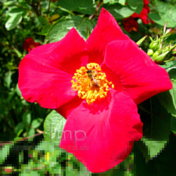 Big Photo of Rosa Scharlachglut Fl