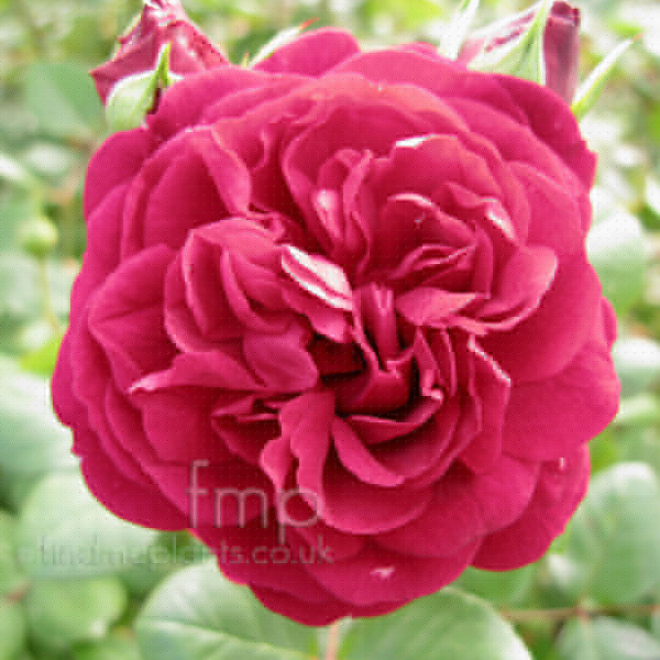 Big Photo of Rosa Tessofthedurbervilles
