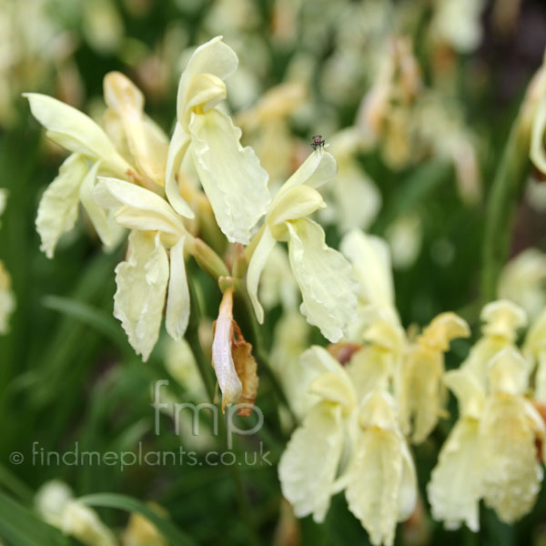 Big Photo of Roscoea Cautleyoides Fl