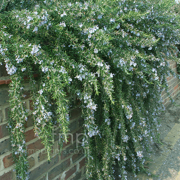 Big Photo of Rosmarinus Prostratus