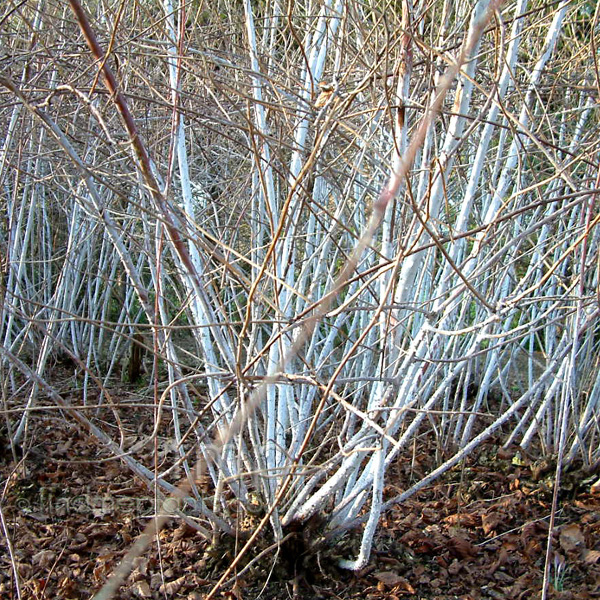 Big Photo of Rubus Cockberianus