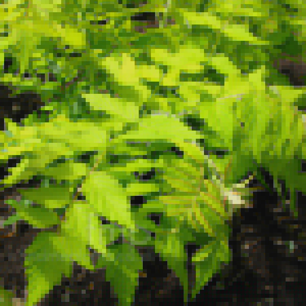 Big Photo of Rubus Cockburnianus Goldenvale