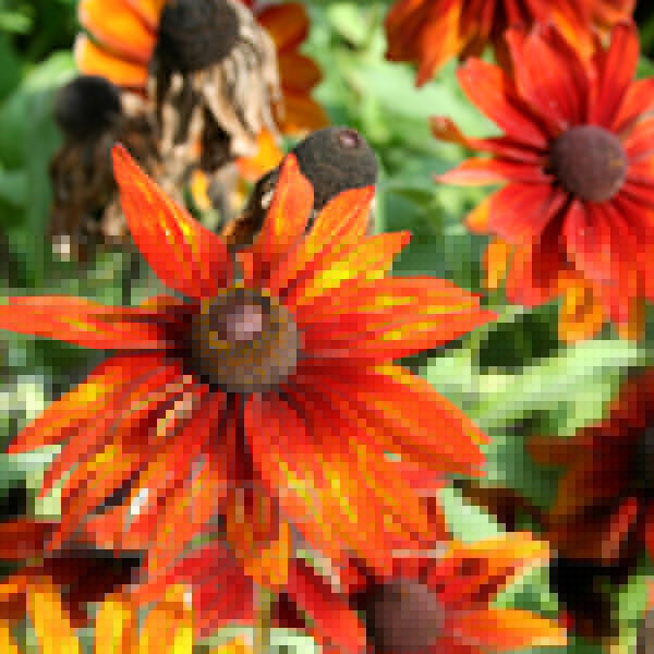 Big Photo of Rudbeckia Cappuccino