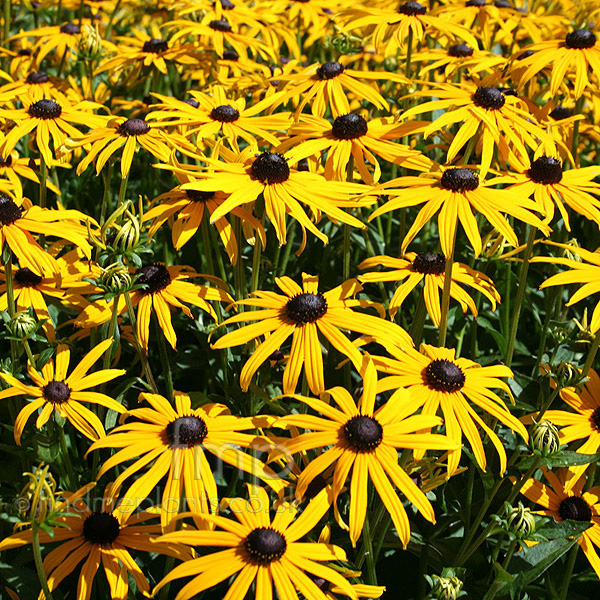 Big Photo of Rudbeckia Goldsturm