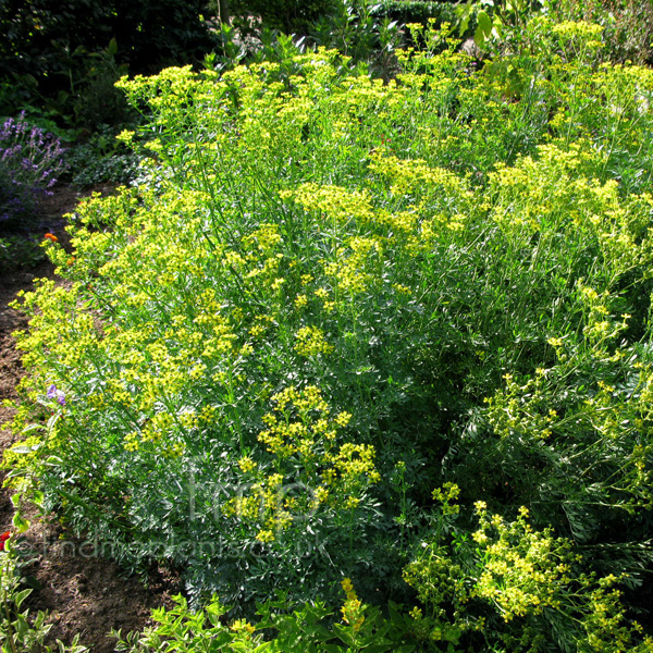Big Photo of Ruta Chalepensis