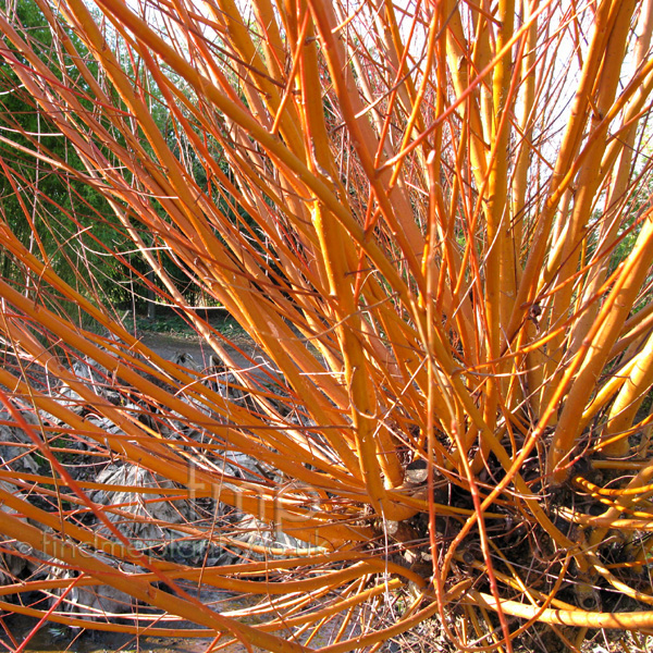 Big Photo of Salix Alba Britzensis