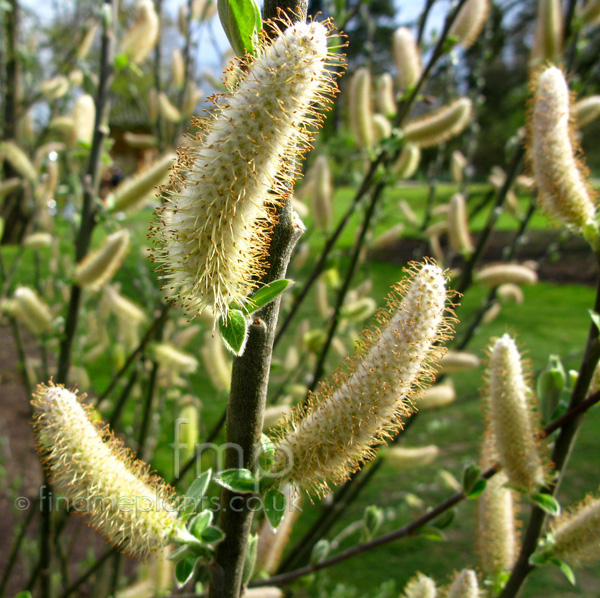 Big Photo of Salix Hookeriana