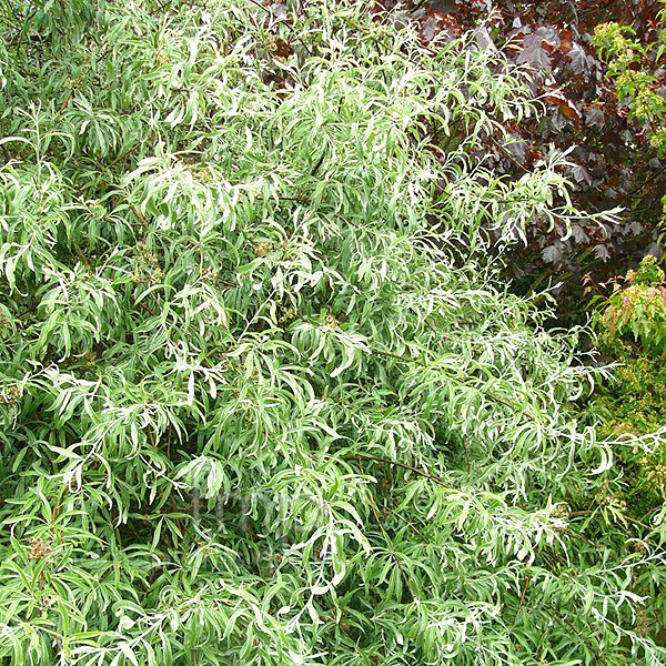 Big Photo of Salix Pendulla