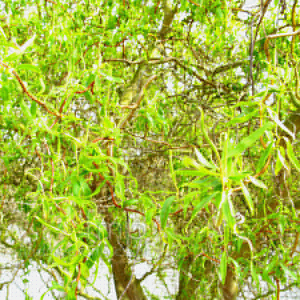Big Photo of Salix Tortuosa