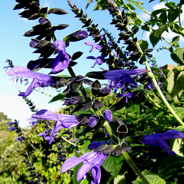 Big Photo of Salvia Guaranitica Black An