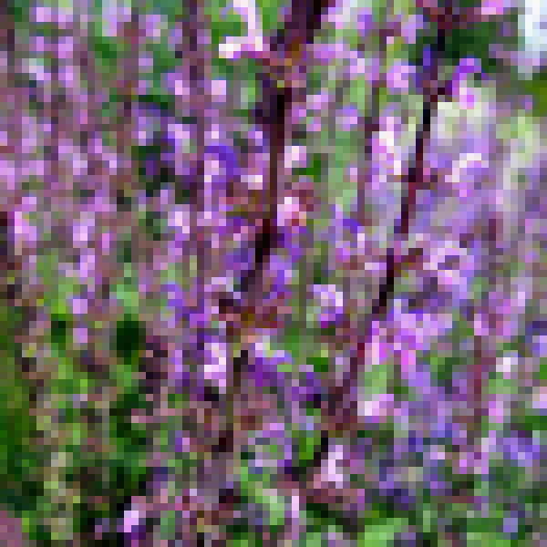 Big Photo of Salvia Khaleghi Fl