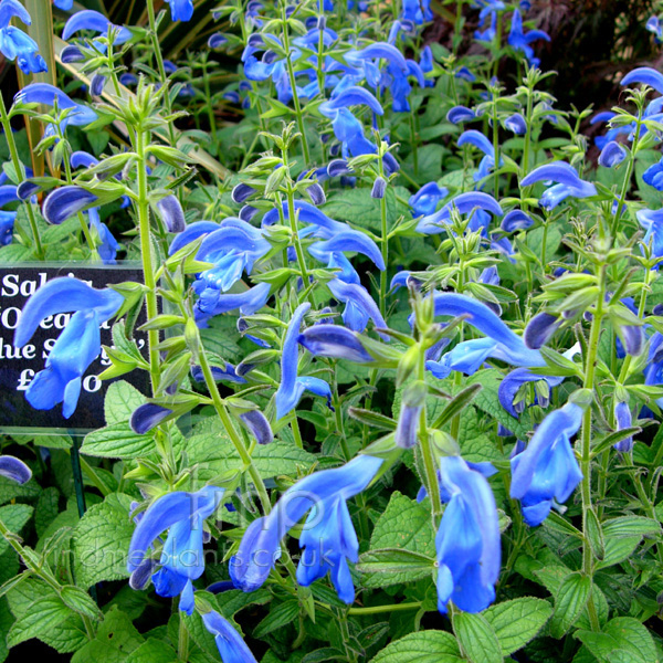 Big Photo of Salvia Oceanabluesalsyll