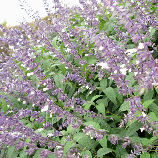 Big Photo of Salvia Phyllisfancy Fl