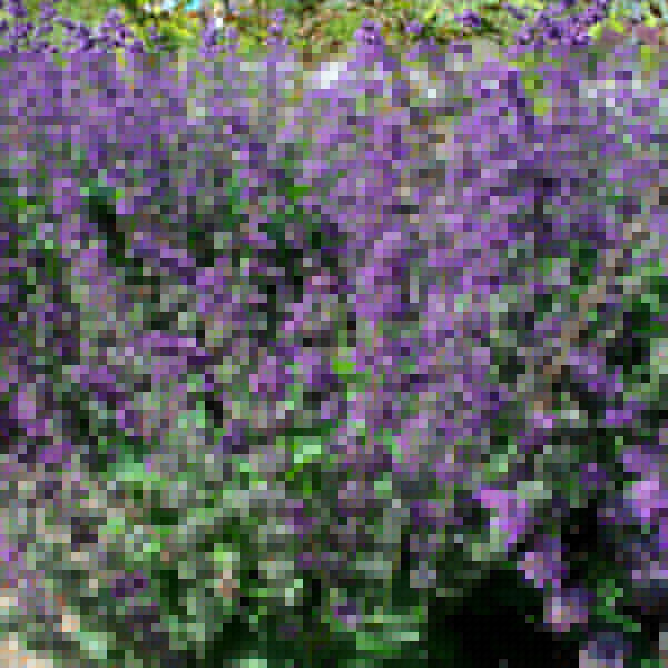 Big Photo of Salvia Purplerain