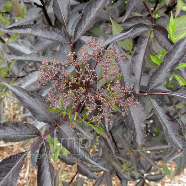 Big Photo of Sambucus Blackbeauty