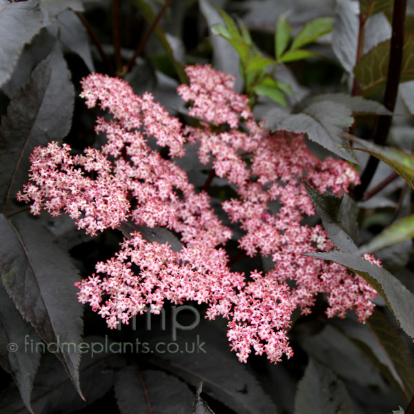 Big Photo of Sambucus Nigra Gordo Fl
