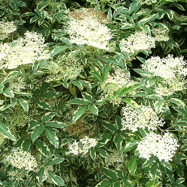 Big Photo of Sambucus Nigra Variegata