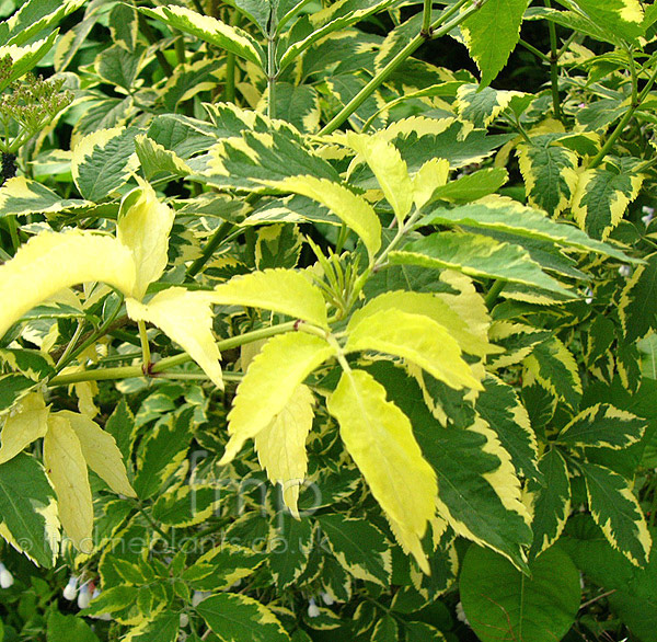 Big Photo of Sambucus Nigramadonna