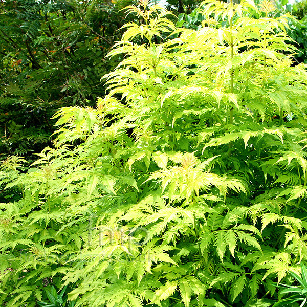 Big Photo of Sambucus Racemosa Aurea