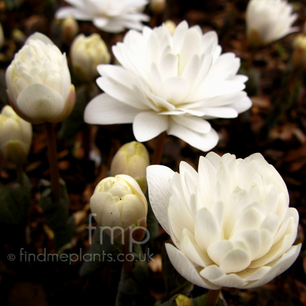 Big Photo of Sanguinaria Canadensis Multiplex