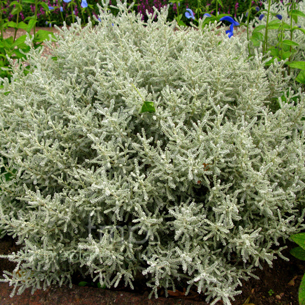 Big Photo of Santolina Chamaecyparissus Lambrooksilver Lf