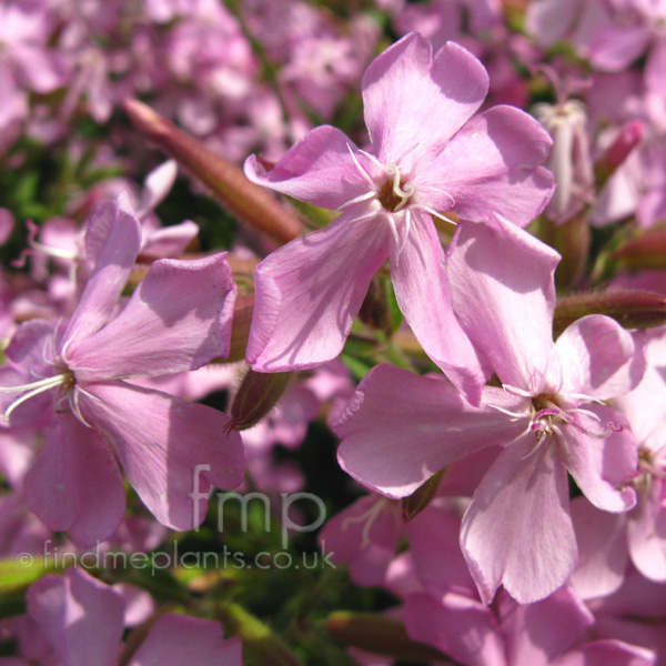 Big Photo of Saponaria Maxfrei Fl