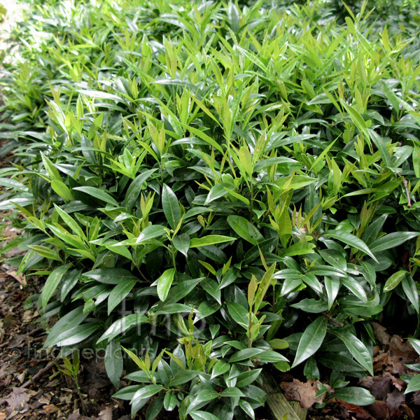 Big Photo of Sarcococca Hookeriana Humilis