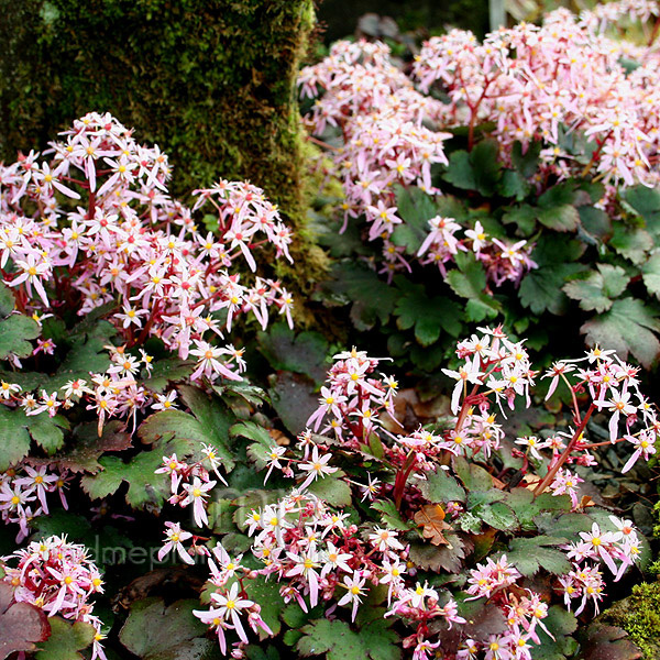 Big Photo of Saxifraga Pinkmist