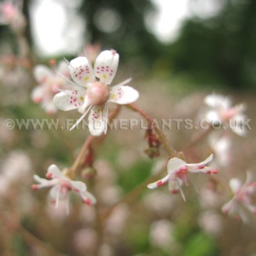 Big Photo of Saxifraga Umbrosa Fl