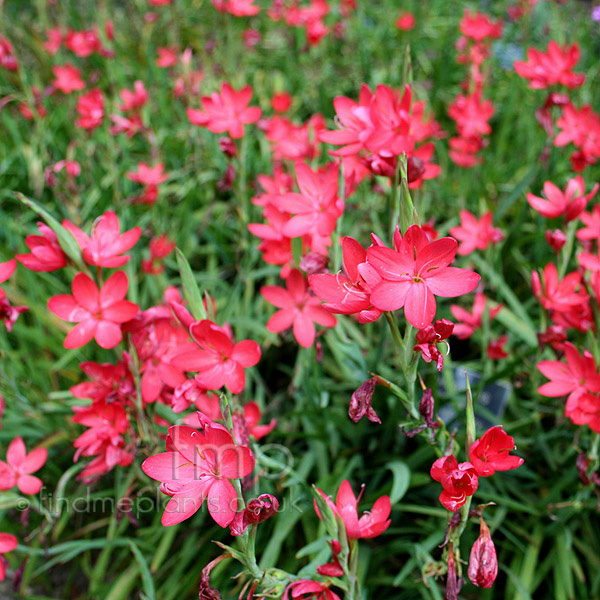Big Photo of Schizostylis Mrshegarty