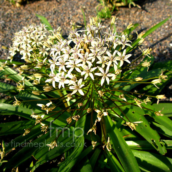 Big Photo of Scilla Peruviana Algeriandream