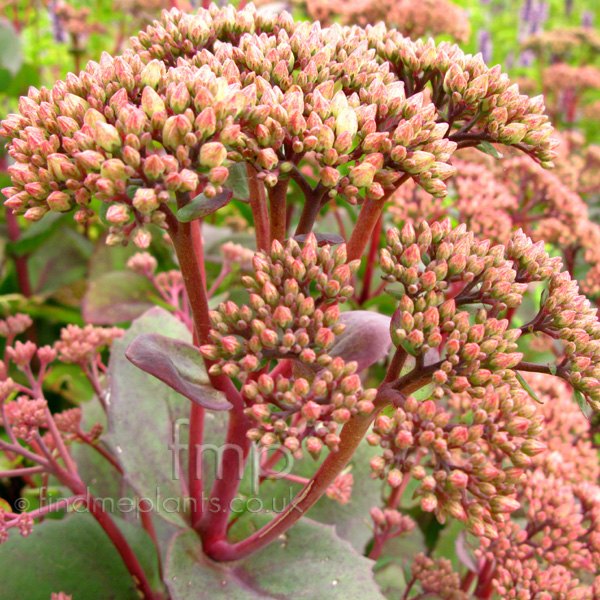 Big Photo of Sedum Munsteadred Fl