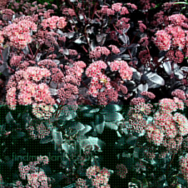 Big Photo of Sedum Purpleemporer