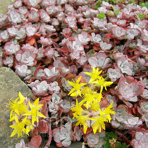 Big Photo of Sedum Purpureum