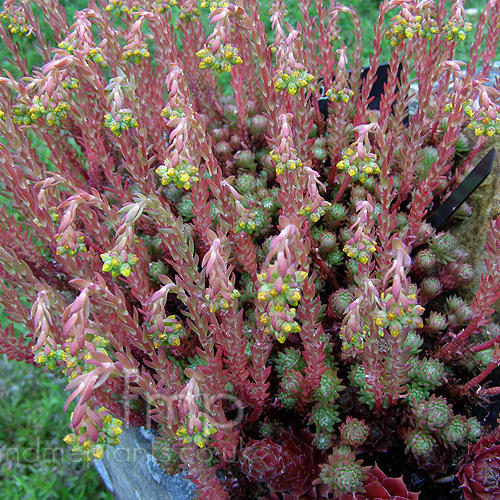 Big Photo of Sedum Reflexum