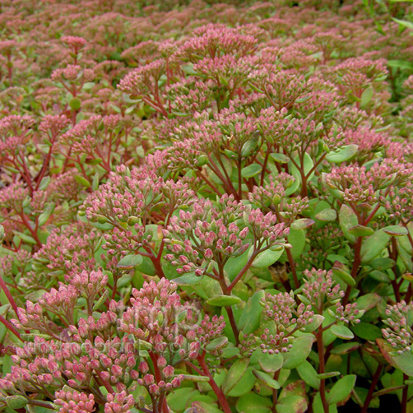 Big Photo of Sedum Rubyglow