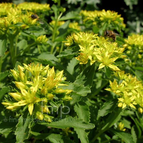 Big Photo of Sedum Selskianum Fl