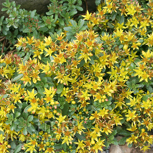 Big Photo of Sedum Weihenstephane Gold