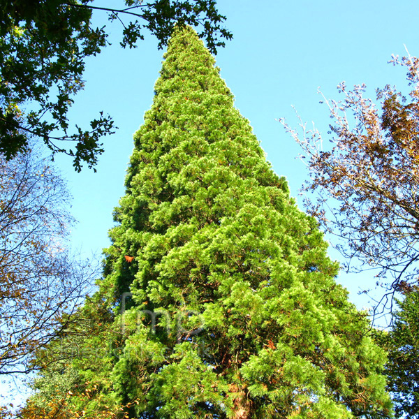 Big Photo of Sequioadendron