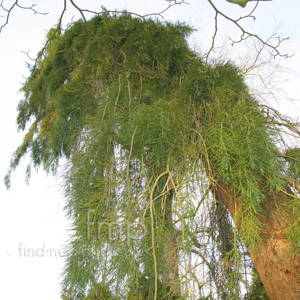 Big Photo of Sequoiadendron Pendula