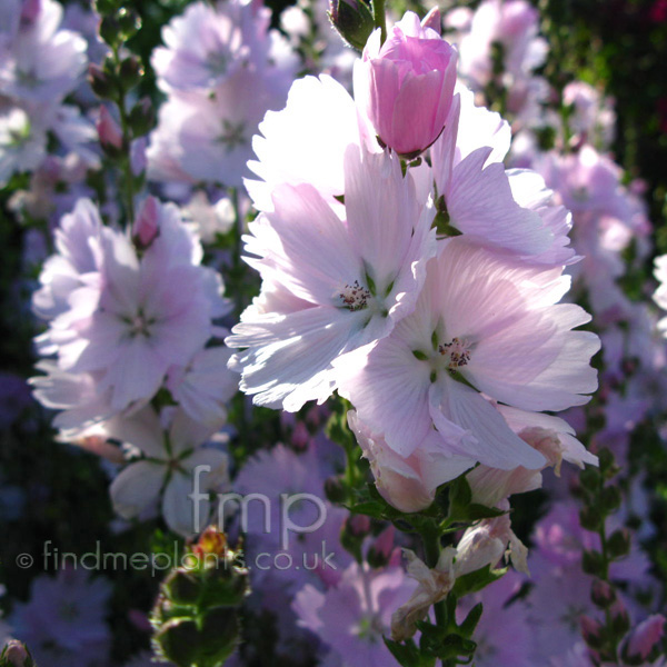 Big Photo of Sidalcea Elsieheugh Fl