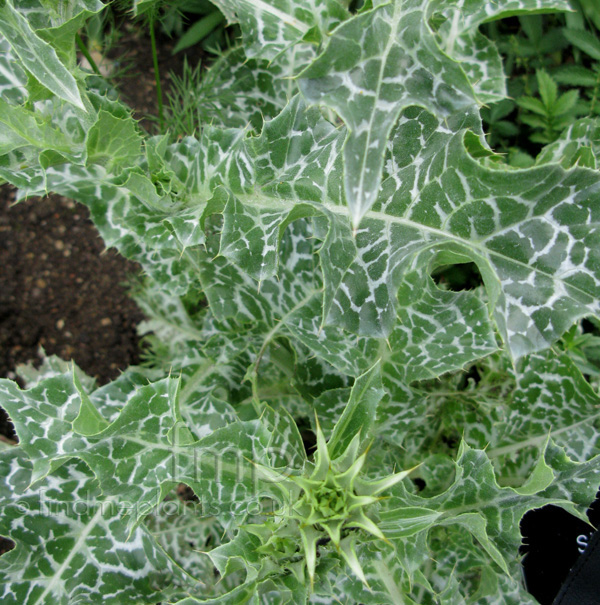 Big Photo of Silybum Marianum Lf