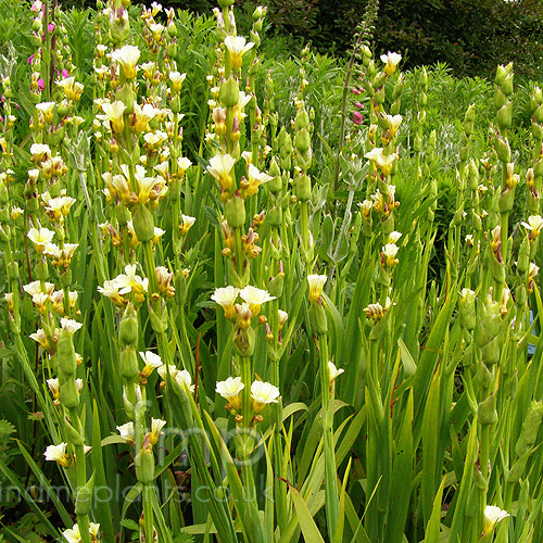 Big Photo of Sisyrinchium Striatum