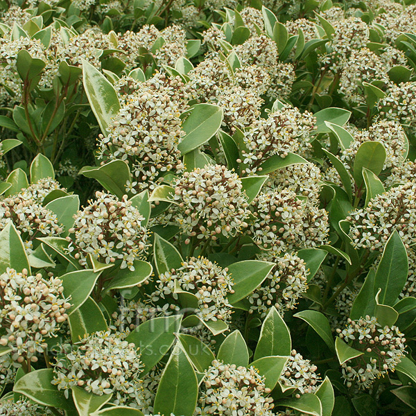 Big Photo of Skimmia Fragrans
