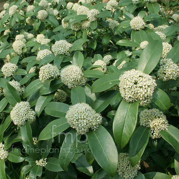 Big Photo of Skimmia Fragrant Cloud