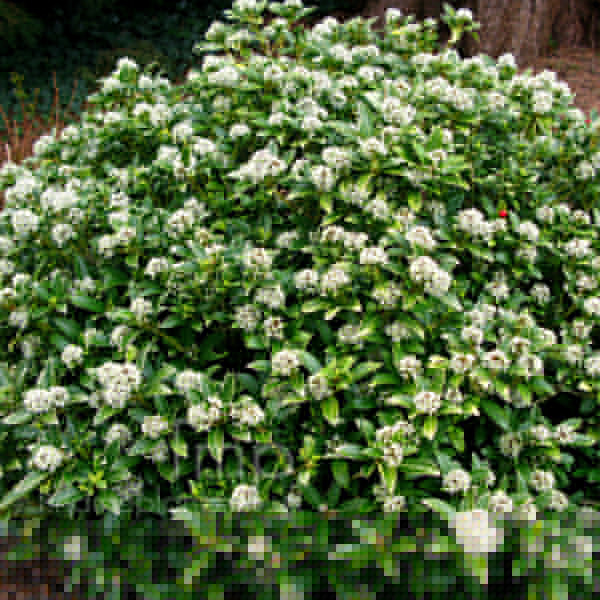 Big Photo of Skimmia Humptydumpty