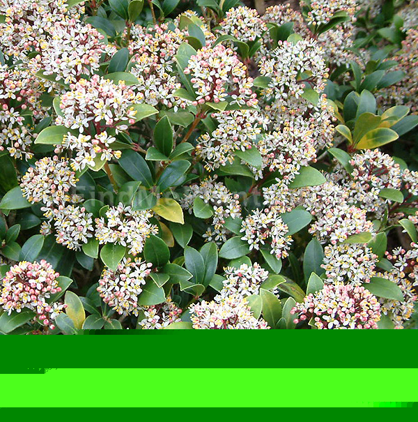 Big Photo of Skimmia Japonica Scarlet Dw