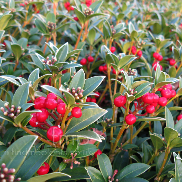 Big Photo of Skimmia Redriding Berry