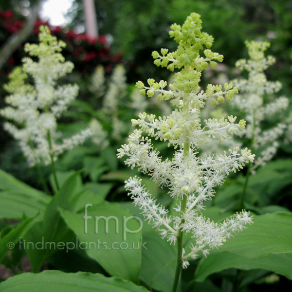 Big Photo of Smilacina Racemosa Wisleyspangles Fl
