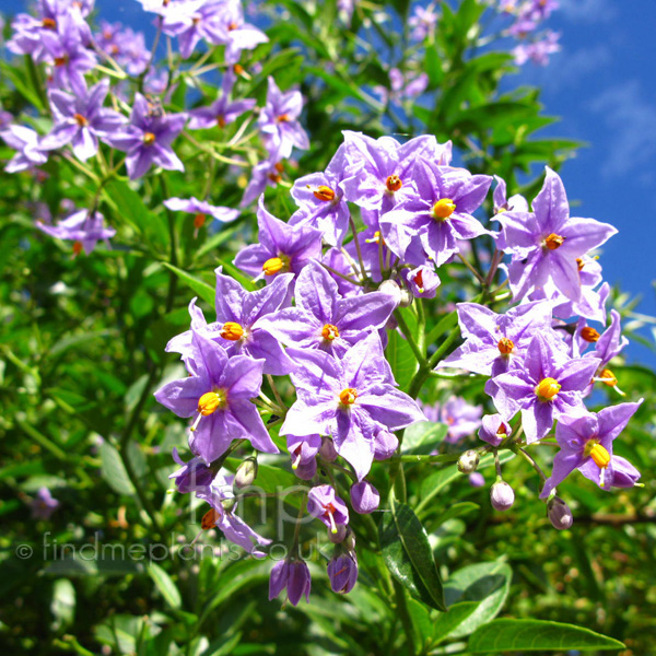 Big Photo of Solanum Grev Fl